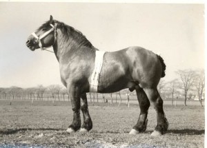 heitbon 10142