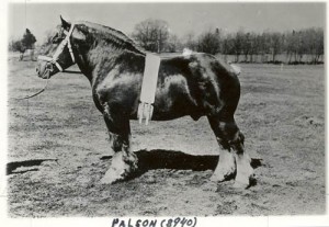 palson 8940