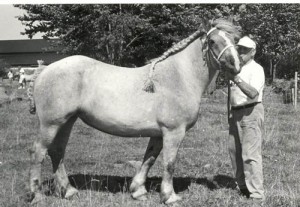 tapira 114569